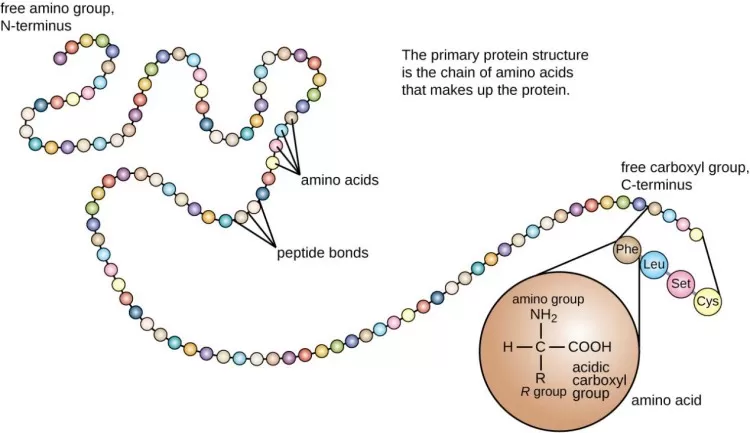 The formation of a peptide